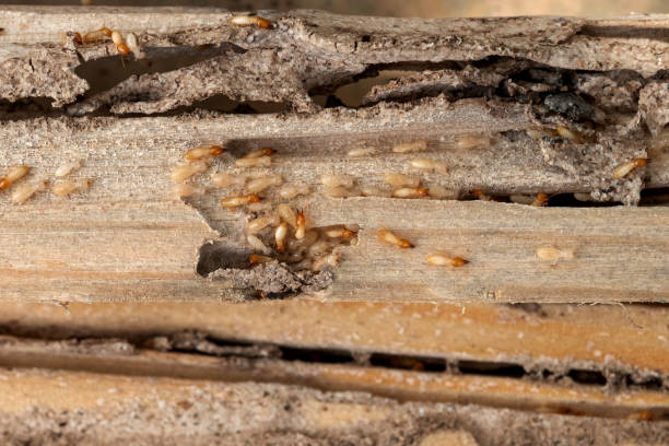 Best Affordable Pest Control Services  in Springfield, MI